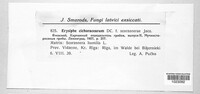 Golovinomyces cichoracearum image